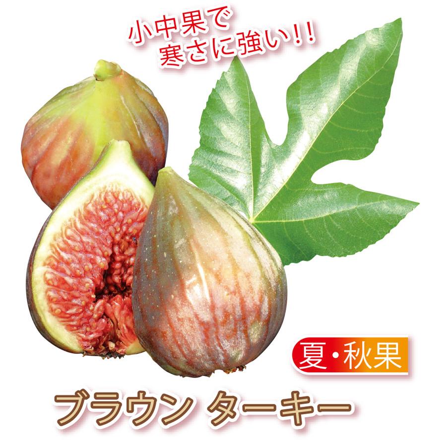 ミニイチジク ブラウンターキー【ミニ果樹苗9cmポット／2個セット