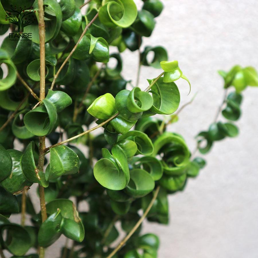 ベンジャミン・バロック 観葉植物【観葉植物 7号Lサイズ／1個売り