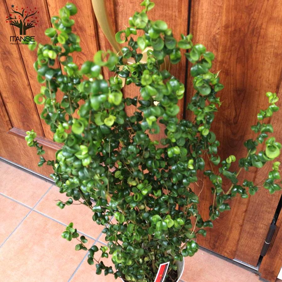 ベンジャミン・バロック 観葉植物【観葉植物 7号Lサイズ／1個売り