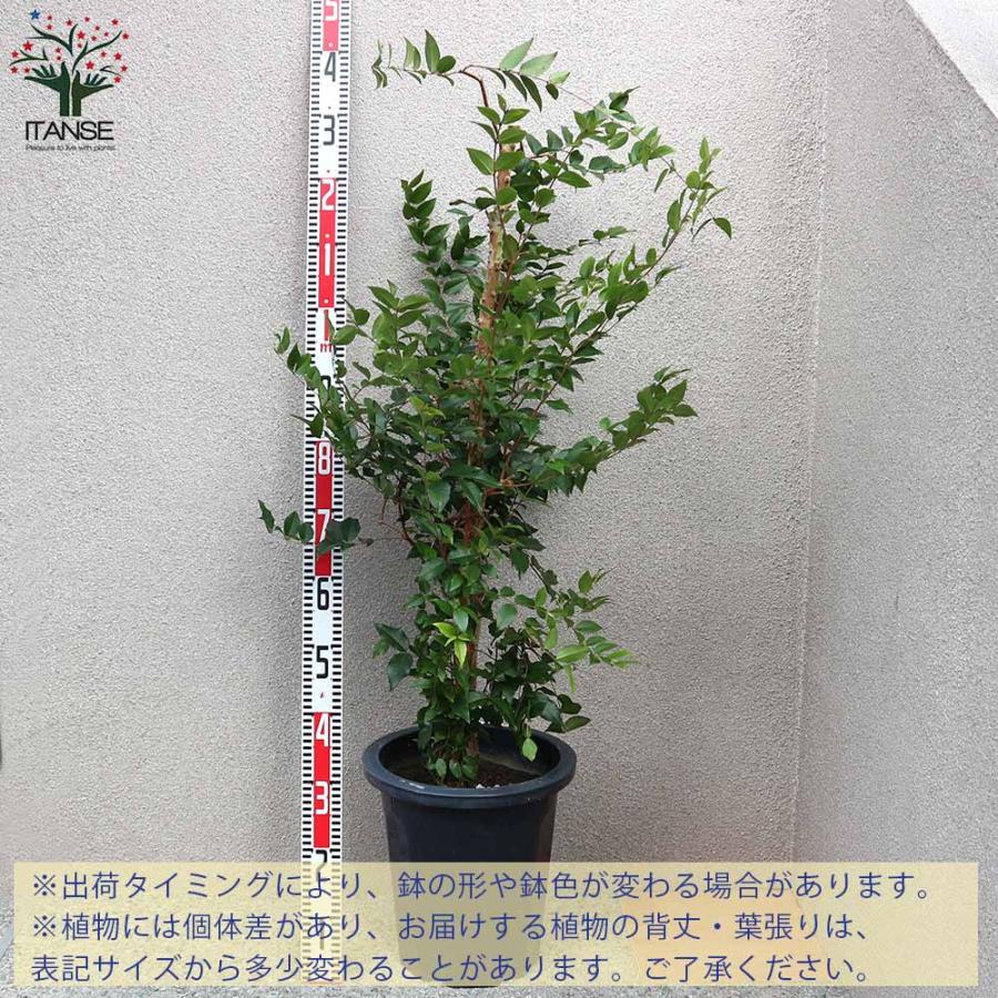 ジャボチカバ 果樹苗 【果樹の苗木 8〜10号鉢 大苗／1個売り