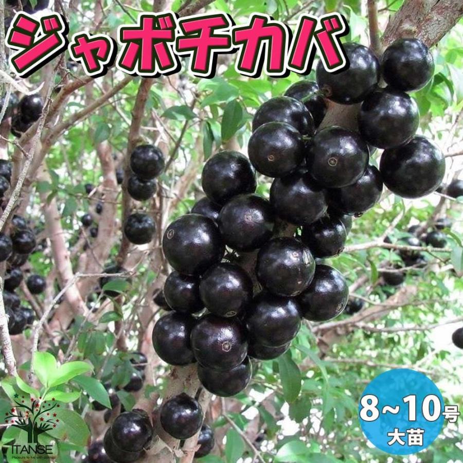 ジャボチカバ 果樹苗 【果樹の苗木 8〜10号鉢 大苗／1個売り