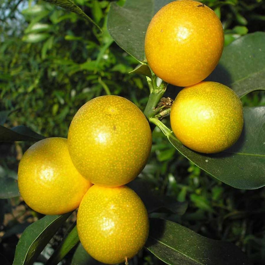 送料無料 キンカンライム 果樹の苗木 5号ポット 1年生 接木苗 1個売り キンカンライム苗 キンカンライムの苗 キンカンライムの木 金柑 キーライム ハイ 1 Itanse 1793 Shopooo By Gmo 通販 Yahoo ショッピング