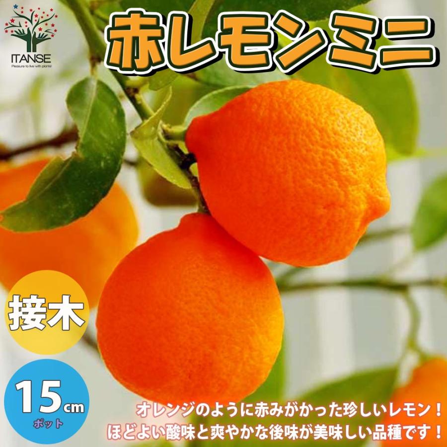 赤レモンミニ レモンの苗木【果樹の苗木 5号ポット 1年生 接木苗 赤レモンミニ レモンの苗木【果樹の苗木 5号ポット 1年生 接木苗