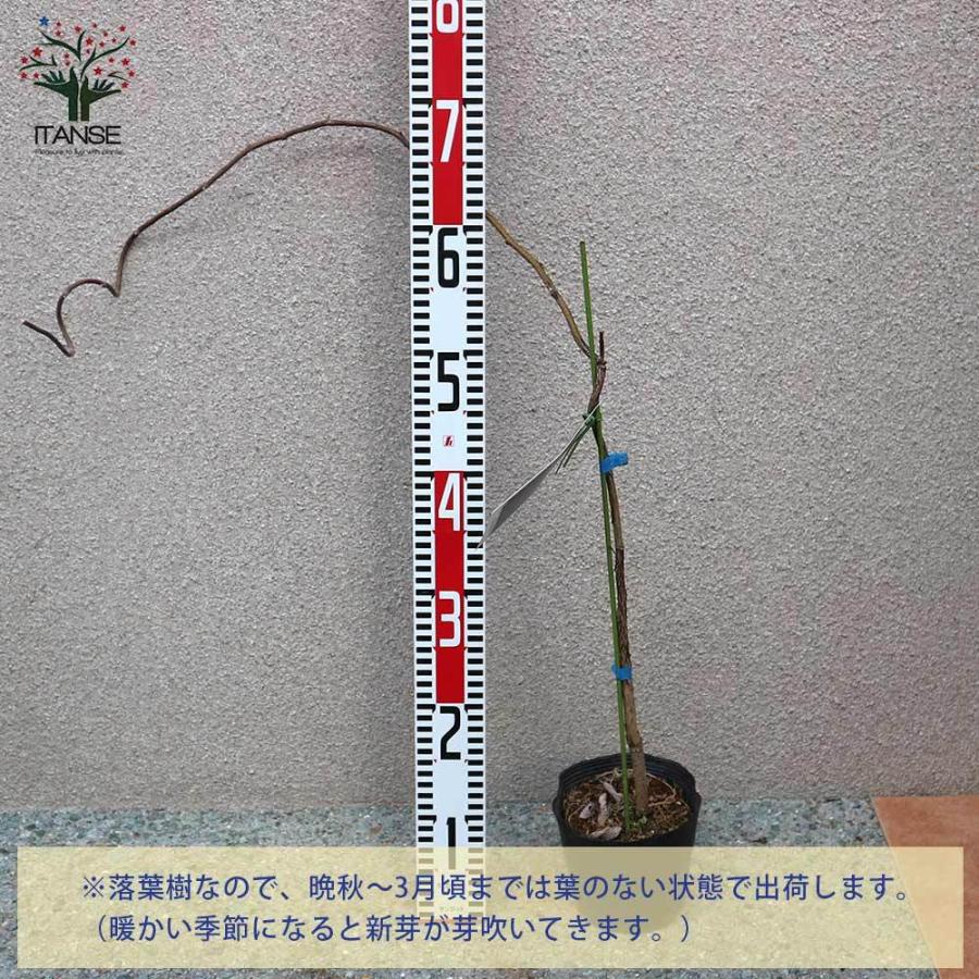 送料無料 アメジストフォール 二季咲き アメリカフジ 庭木 4 5号ポット苗 1個売り フジ苗 フジの苗 藤苗 藤の苗 アメリカフジ アメリカ藤 二季咲き ア 1 Itanse 1797 Shopooo By Gmo 通販 Yahoo ショッピング