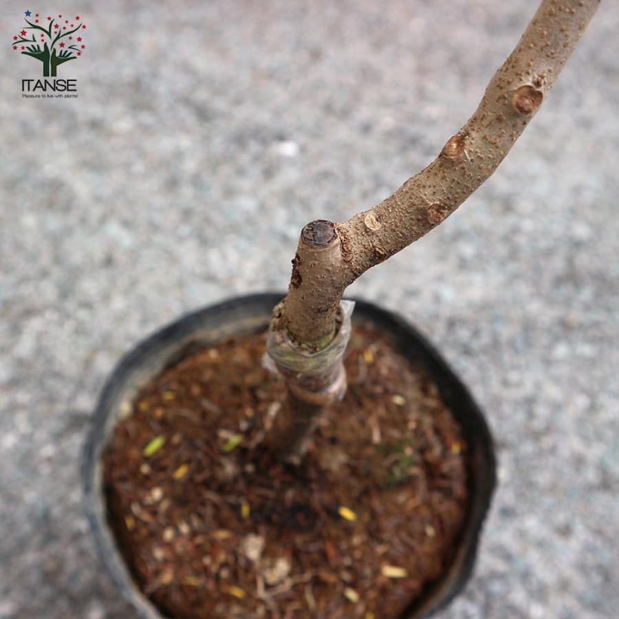 送料無料 ビューイング ジャカランダ ブルーブロッサム 庭木 5号ポット苗 1個売り ジャカランダ 花木 矮性 わい性 観葉植物 リビング オフィス 事務 1 Itanse 1800 Shopooo By Gmo 通販 Yahoo ショッピング