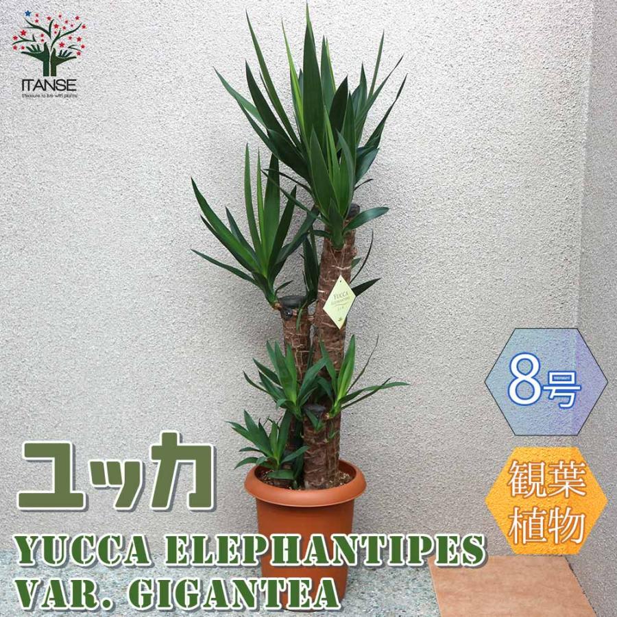 観葉植物 大型 青年の木 ユッカ