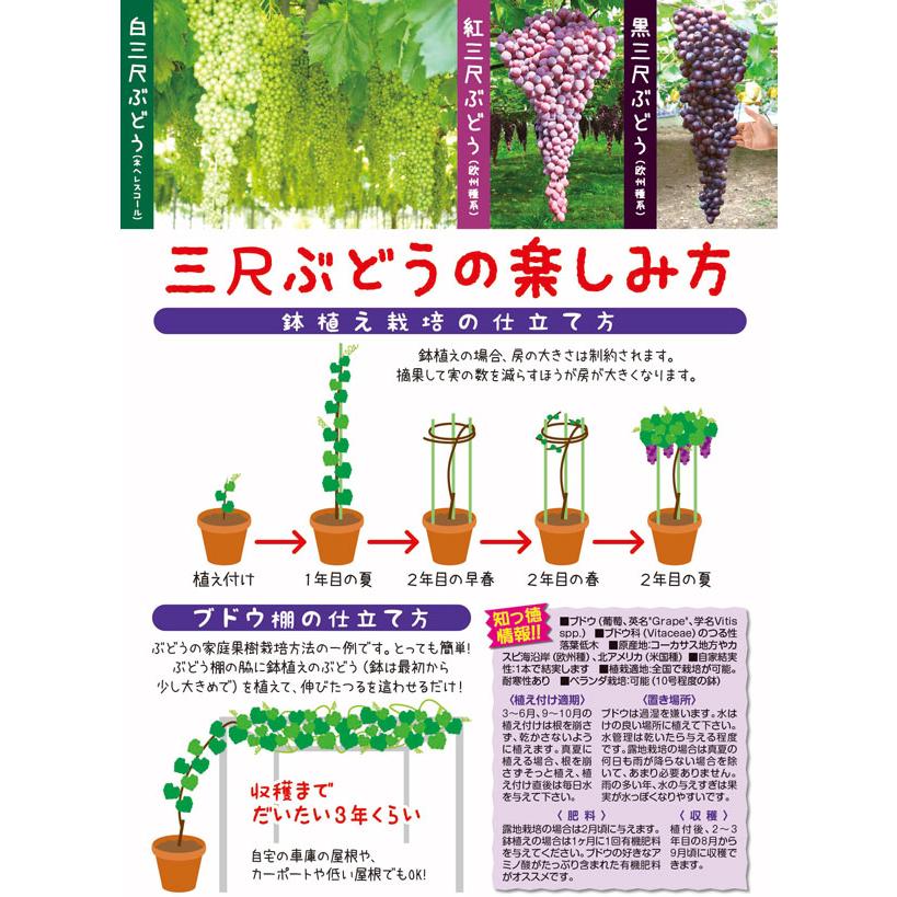 三尺ぶどう お買い得3品種セット!(巨大房ぶどう)【果樹苗10.5cmポット