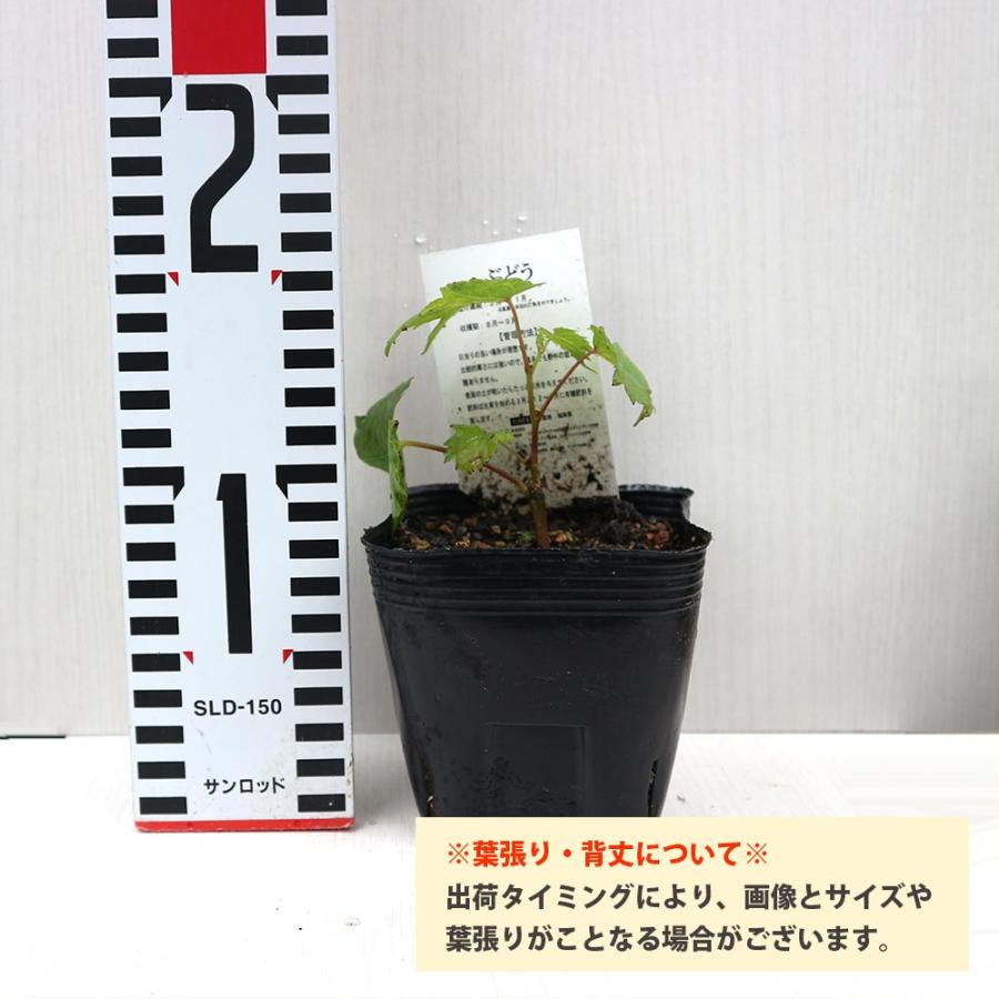 三尺ぶどう お買い得3品種セット!(巨大房ぶどう)【果樹苗10.5cmポット