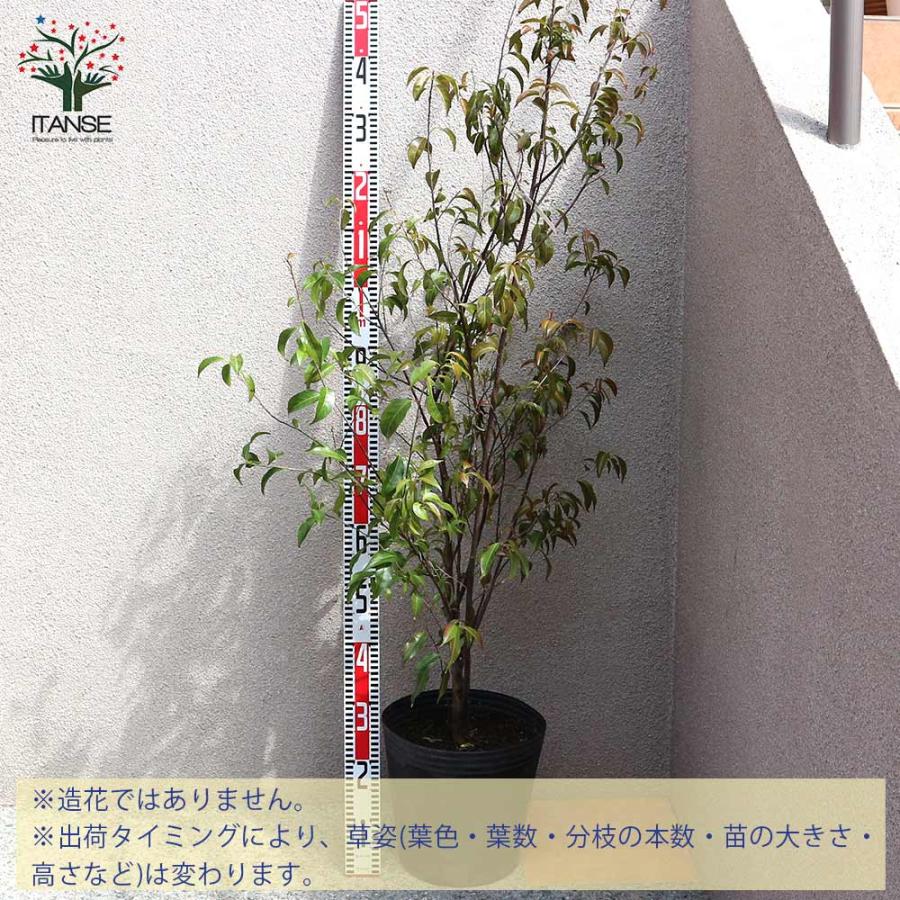 常緑エゴノキ(トキワエゴノキ)の苗 樹高約1m【庭木 27cmポット大苗／1