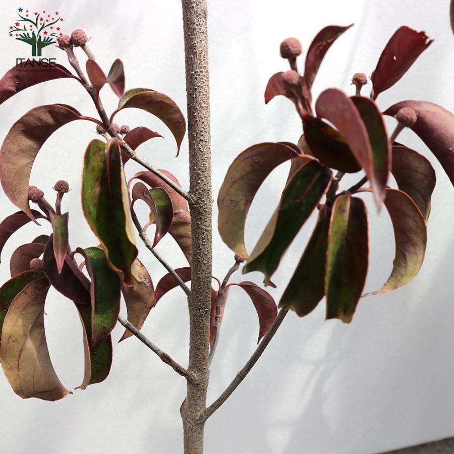 送料無料 常緑ヤマボウシ ホンコンエンシス ナーセリーバック苗 庭木 21cmポット 1個売り ヤマボウシ苗 ヤマボウシの苗 ヤマボウシの苗木 ホンコンエ 1 Itanse 11 Shopooo By Gmo 通販 Yahoo ショッピング