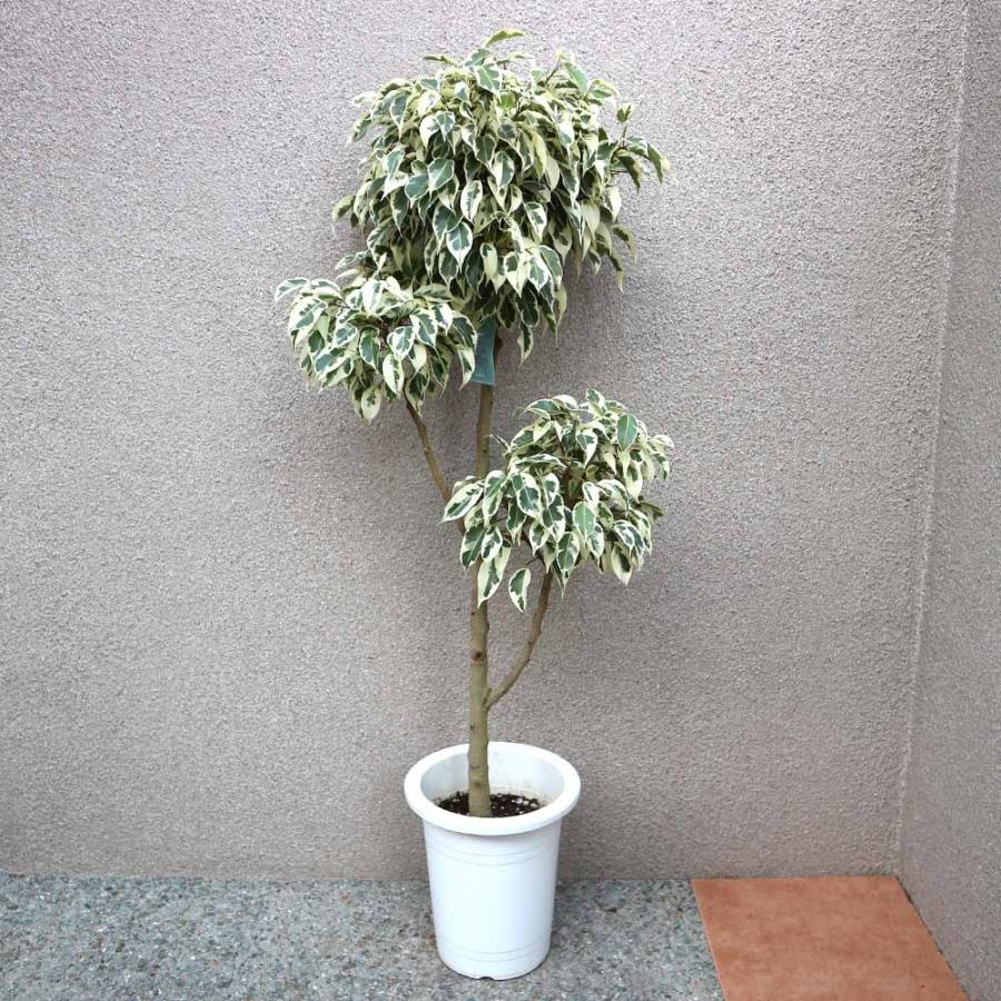 独創的 送料無料 フィカス ベンジャミン スターライトビューティークイーン 大型 観葉植物 7号プラスチック鉢 1個売り 観葉植物 リビング オフィス 事務所 イ 数量限定 M Mahdi Net