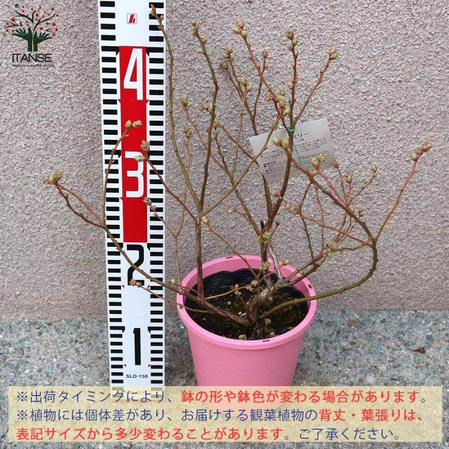 送料無料 ピンクレモネード 観葉植物 果樹の苗木 5号プラスチック鉢 2年生 挿木苗 1個売り ブルーベリー苗木 ぶるーべりー Blue Berry 簡単栽培 ガーデニ 1 Itanse 14 Shopooo By Gmo 通販 Yahoo ショッピング