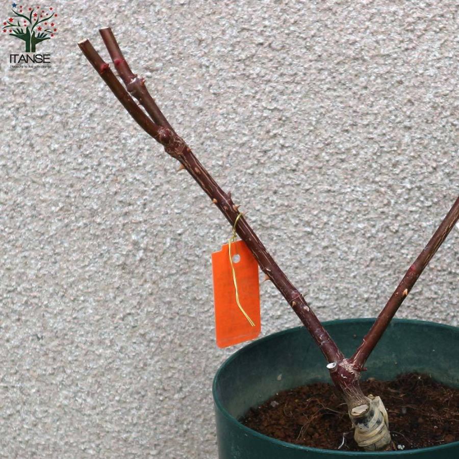 送料無料 プリンセス ヴェール フロリバンダローズ 薔薇 花苗 6号鉢 バラ大苗 国産接ぎ木苗 1個売り バラ苗 バラの苗 薔薇苗 薔薇の苗 花苗 花の苗 ロー 1 Itanse 18 Shopooo By Gmo 通販 Yahoo ショッピング