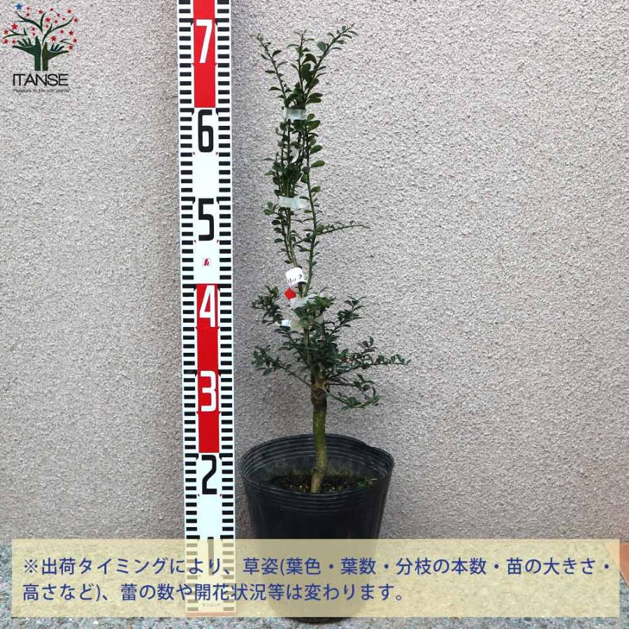 フィンガーライムの苗 リックスレッド 【果樹の苗木 18cmポット大苗 2