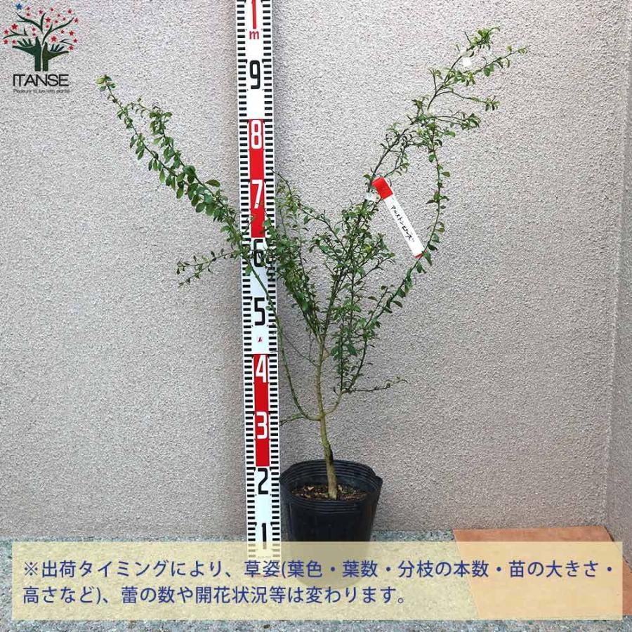 代引き手数料無料 送料無料 フィンガーライムの苗 グリーンアルストンビル 果樹の苗木 18cmポット大苗 3年生 接木苗 1個売り フィンガーライム苗 フィンガーライムの苗 苗木 1 Itanse 1842 Shopooo By Gmo 通販 Yahoo ショッピング 高い素材 Mobile Scotturb Com