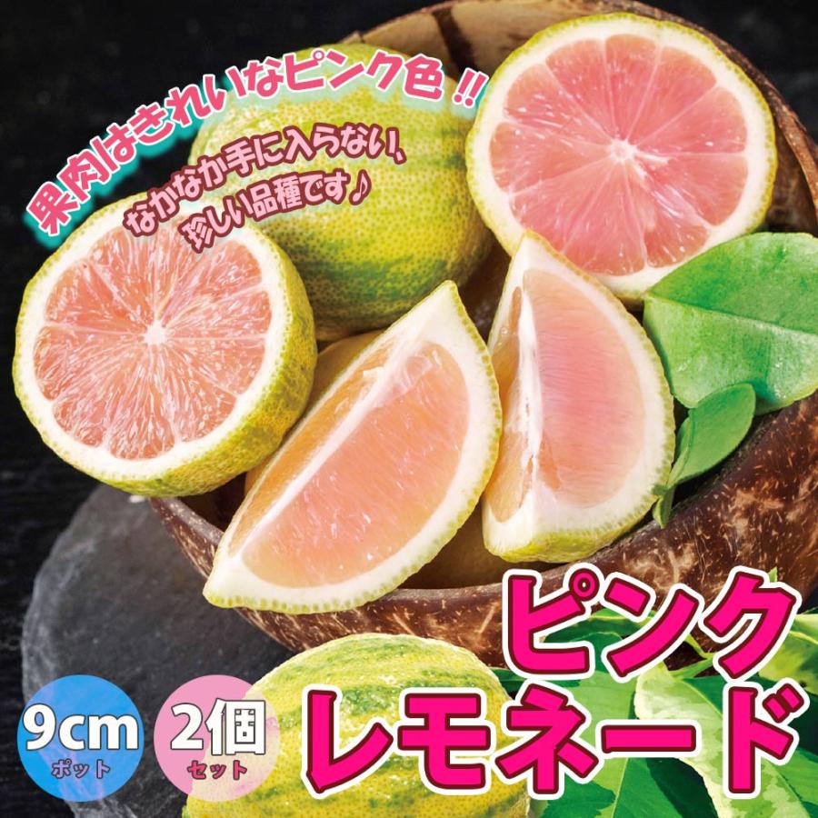 レモンの苗木 ピンクレモネード【果樹苗／9cmポット／2個セット