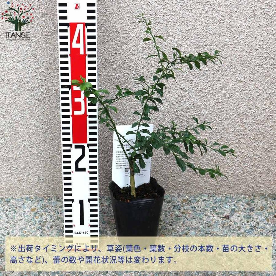 送料無料 フィンガーライムの苗 サンシャインイエロー 果樹の苗 9cmポット 2年生 接木苗 1個売り フィンガーライム苗 フィンガーライムの苗 苗木 果樹苗 1 Itanse 1854 Shopooo By Gmo 通販 Yahoo ショッピング