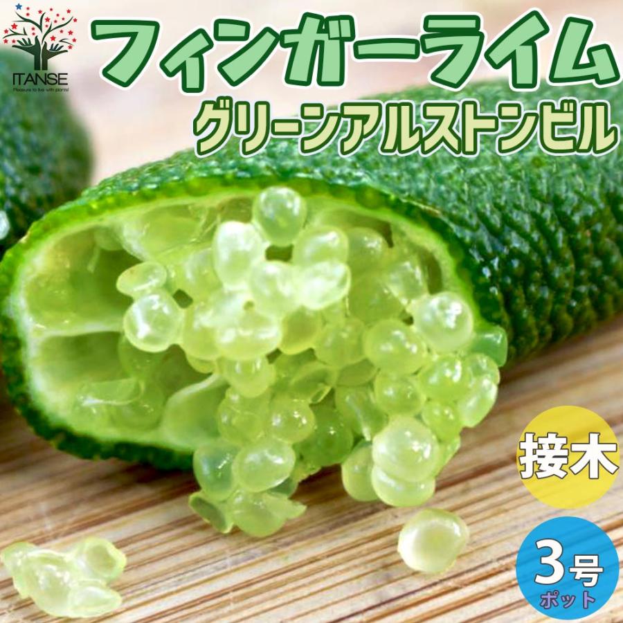 送料無料 フィンガーライムの苗 グリーンアルストンビル 果樹の苗 9cmポット 1年生 接木苗 1個売り フィンガーライム苗 フィンガーライムの苗 苗木 果樹苗 1 Itanse 1856 Shopooo By Gmo 通販 Yahoo ショッピング