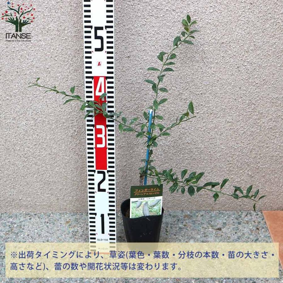 送料無料 フィンガーライムの苗 グリーンアルストンビル 果樹の苗 9cmポット 2年生 接木苗 1個売り フィンガーライム苗 フィンガーライムの苗 苗木 果樹苗 1 Itanse 1856 Shopooo By Gmo 通販 Yahoo ショッピング