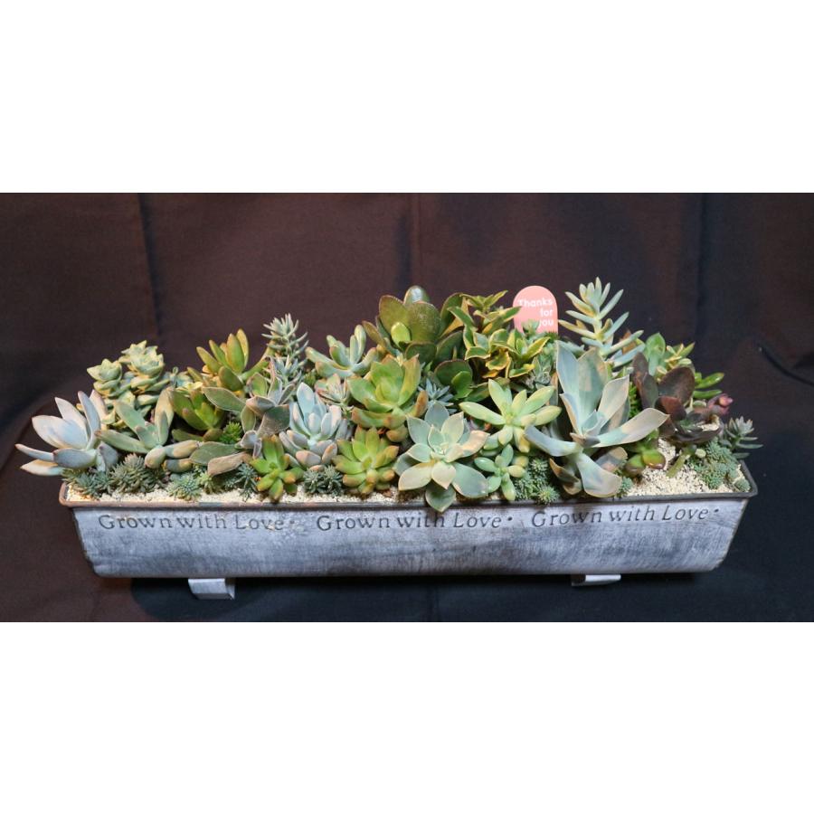 売れ筋 多肉豪華寄せ植え 43cm幅ダメージペイントブリキプランター １点ものカクト ロコ オリジナル 送料無料 1 Itanse 186 Shopooo By Gmo 通販 Yahoo ショッピング 流行に Www Maxipiso Com Ar