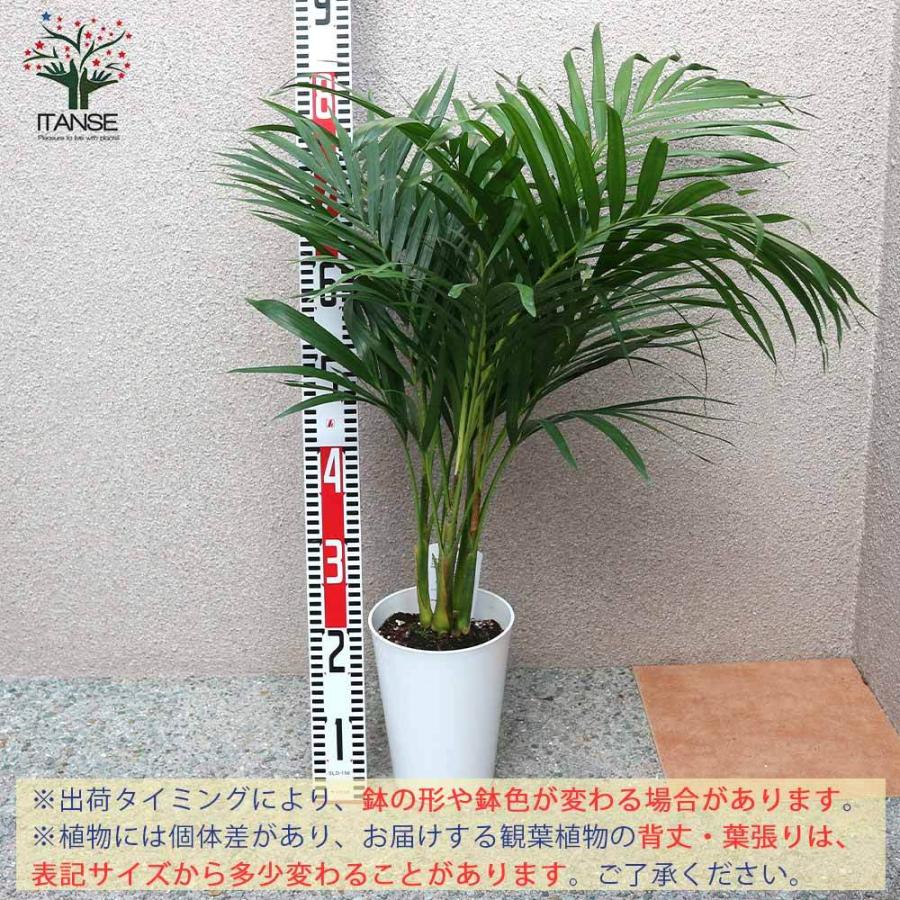 送料無料 観葉植物 アレカヤシ 観葉植物 6号プラスチック鉢 1個売り 観葉植物 リビング オフィス 事務所 インテリア 大型 おしゃれ オシャレ 育てやすい 1 Itanse 1860 Shopooo By Gmo 通販 Yahoo ショッピング