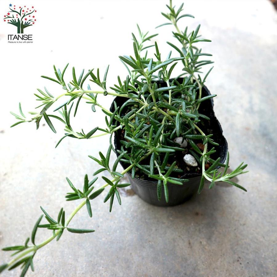 送料無料 ローズマリー カプリ ハーブの苗 9cmポット苗 お買い得3個セット ローズマリーの苗 苗木 Herb ハーブ ハーブ苗 ガーデニング 家庭菜園 料理 ス 1 Itanse 14 Shopooo By Gmo 通販 Yahoo ショッピング