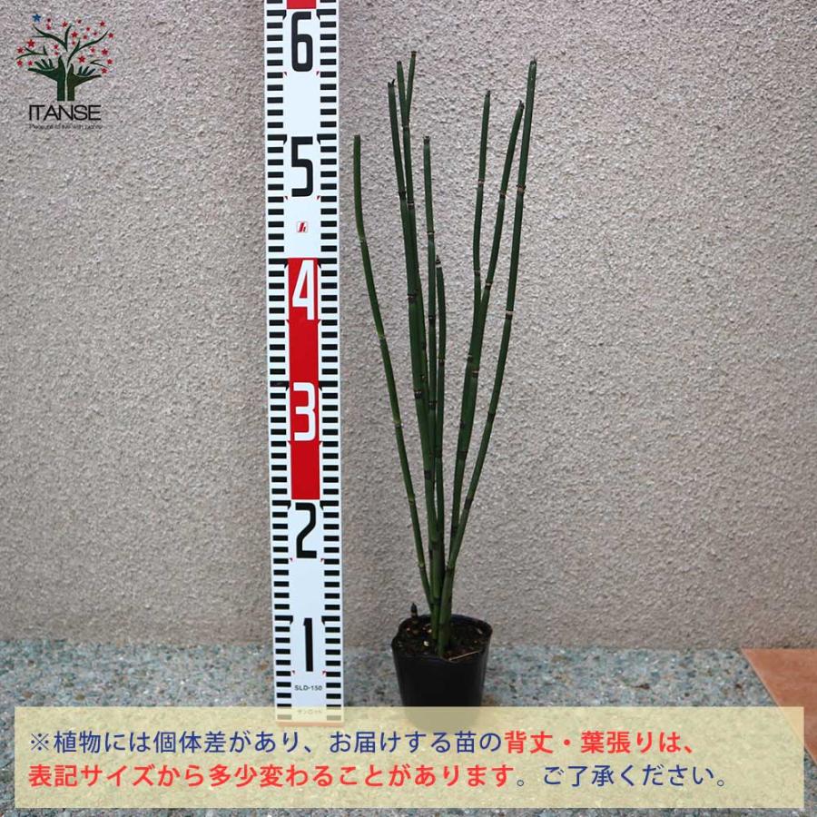 トクサ 砥草【観葉植物 9cm/1個売り】 : shopooo by GMO - 通販 トクサ 砥草【観葉植物 9cm/1個売り】 : shopooo by GMO - 通販