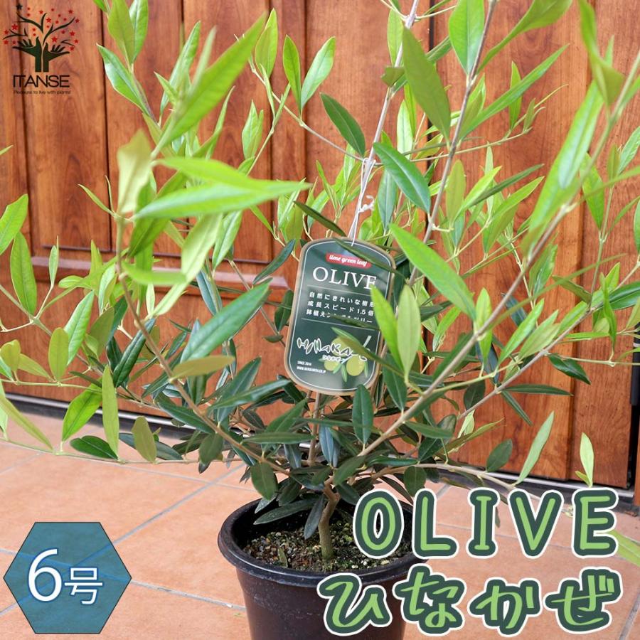 21セール 送料無料 オリーブの苗木 ひなかぜ 果樹の苗木 6号鉢 1個売り オリーブ苗 オリーブ苗木 オリーブの苗 おりーぶ Hinakaze Olive