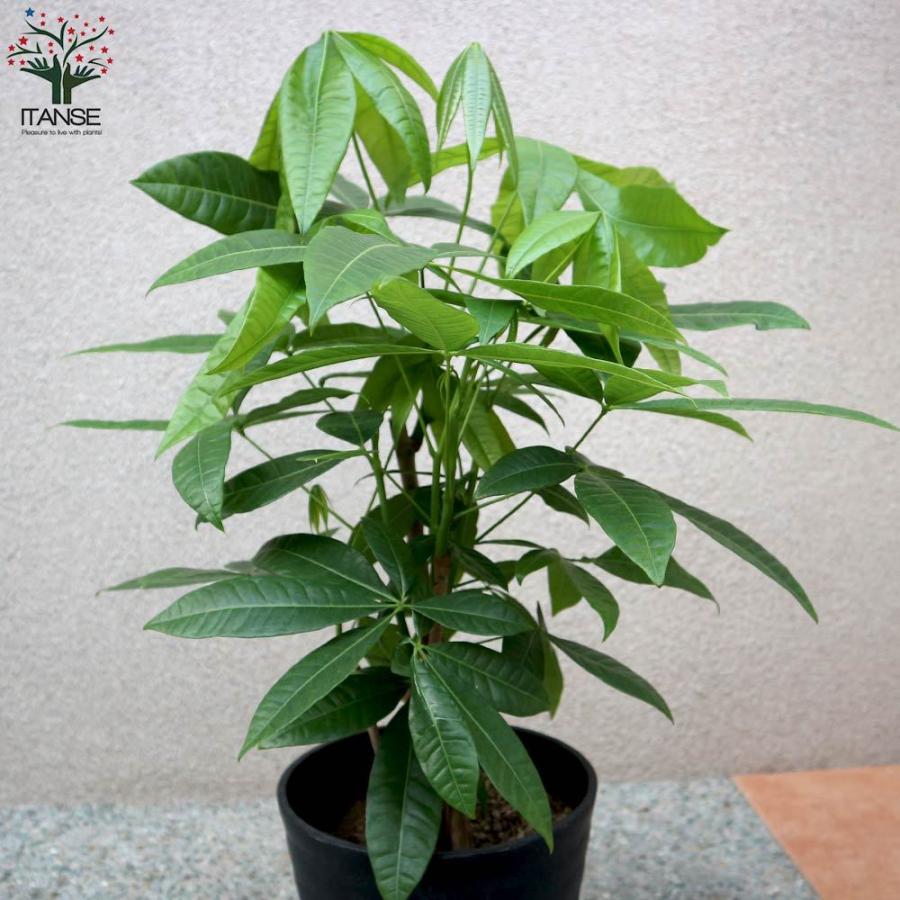 新しいコレクション 送料無料 観葉植物 パキラ 4本 5本立ち 観葉植物 7号プラスチック鉢 1個売り 観葉植物 リビング オフィス 事務所 インテリア 大型 おしゃれ オシャレ 新品本物 Bitcoinbro Frankhawley Com