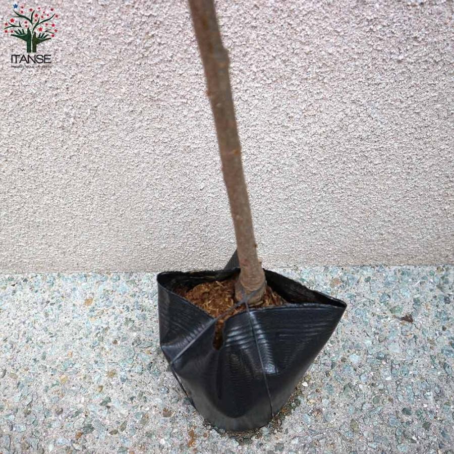 送料無料 すももの苗木 ビューティ 果樹の苗木 12 15cmポット 1年生 接木苗 1個売り スモモ苗 スモモの苗 すもも苗 すももの苗木 プラムの苗 プラム苗 1 Itanse 19 Shopooo By Gmo 通販 Yahoo ショッピング