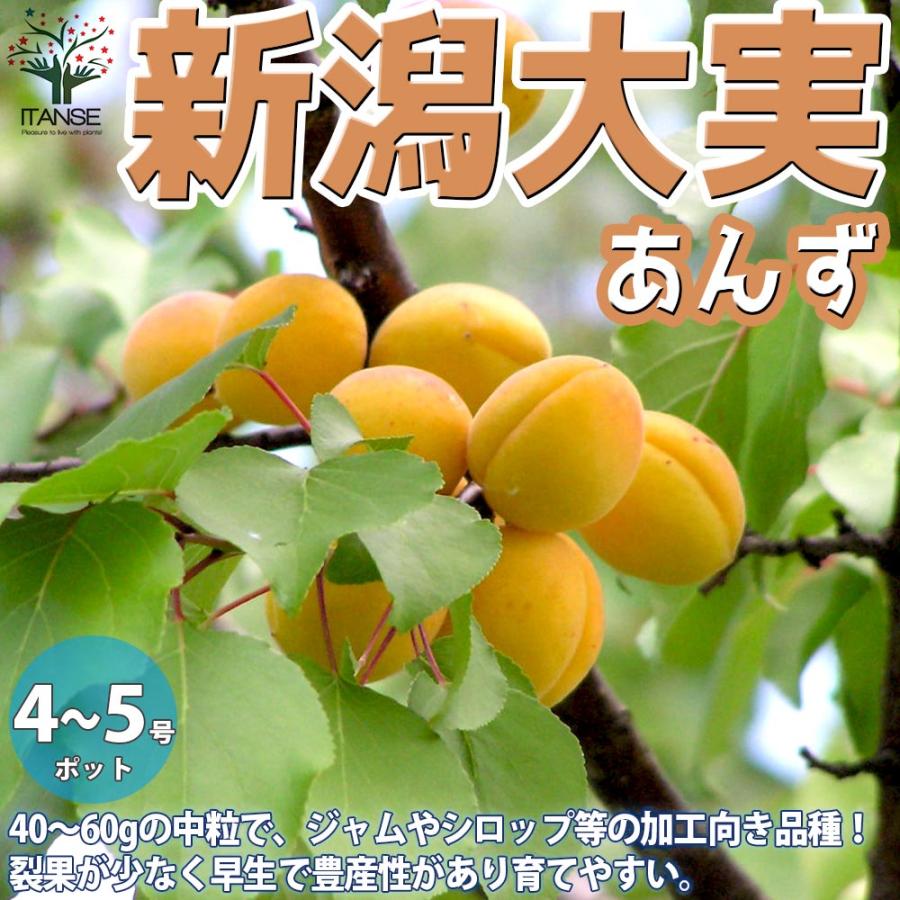 あんずの苗木 新潟大実【果樹の苗木 12〜15cmポット 1年生 接木苗／1個