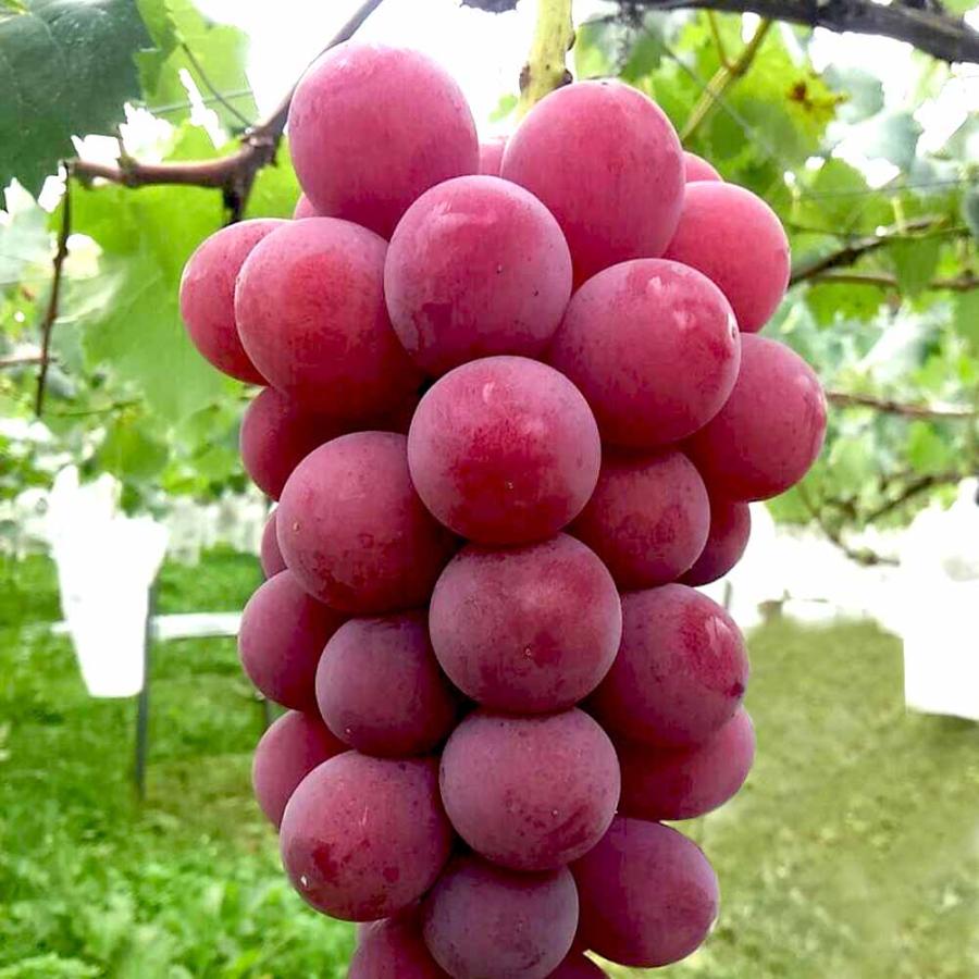 送料無料 ぶどうの苗 紅伊豆 果樹の苗木 12 15cmポット 1年生 挿木苗 1個売り ぶどう苗 ブドウ苗 葡萄苗 ぶどうの苗木 果樹苗 果樹 果物 くだもの 栽培 公式ストア