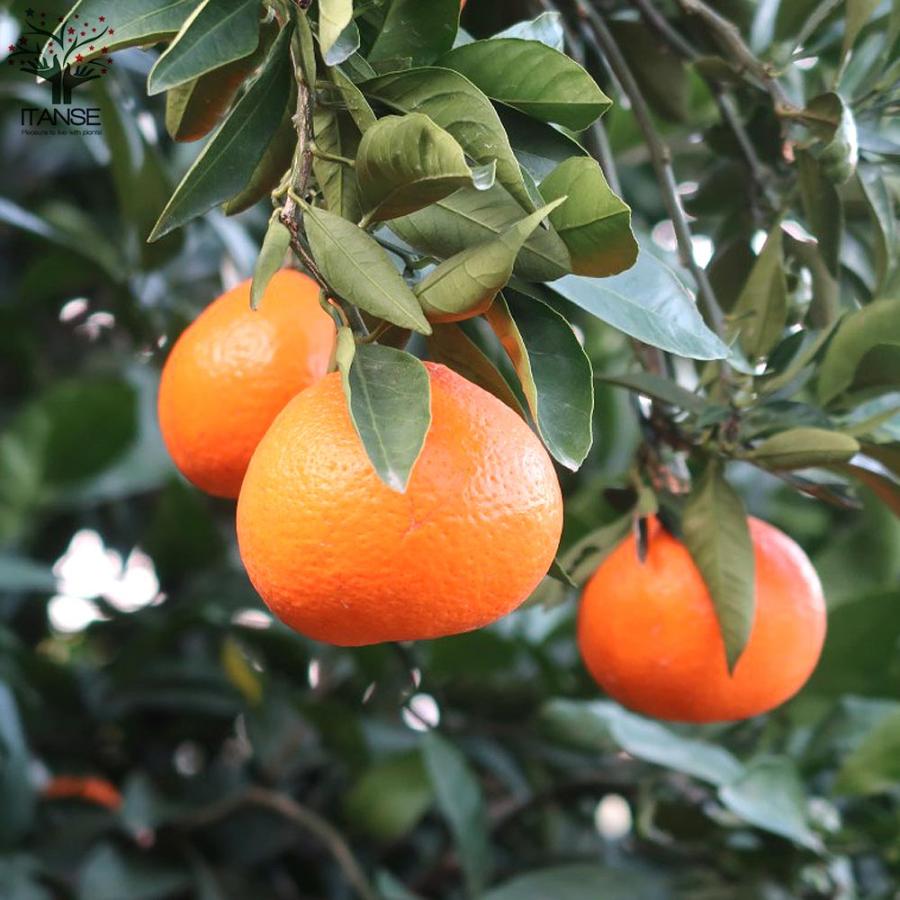 みかんの苗木 はるみ【果樹の苗木 12〜15cmポット 1年生 接木苗／1