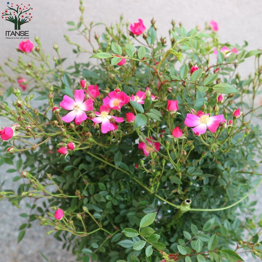 薔薇 つるバラ 安曇野(アズミノ)【花苗 7号鉢 大苗 アンドン仕立／1個