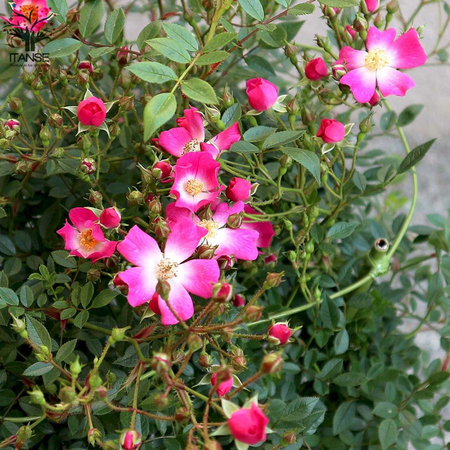 薔薇 つるバラ 安曇野(アズミノ)【花苗 7号鉢 大苗 アンドン仕立／1個