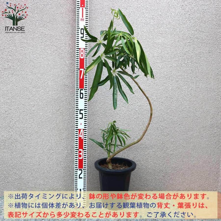 送料無料 シェフレラ アンガスティフォーリア 観葉植物 7号プラスチック鉢 1個売り リビング オフィス 事務所 インテリア お祝い 新築祝い 引越し祝い 1 Itanse 1952 Shopooo By Gmo 通販 Yahoo ショッピング