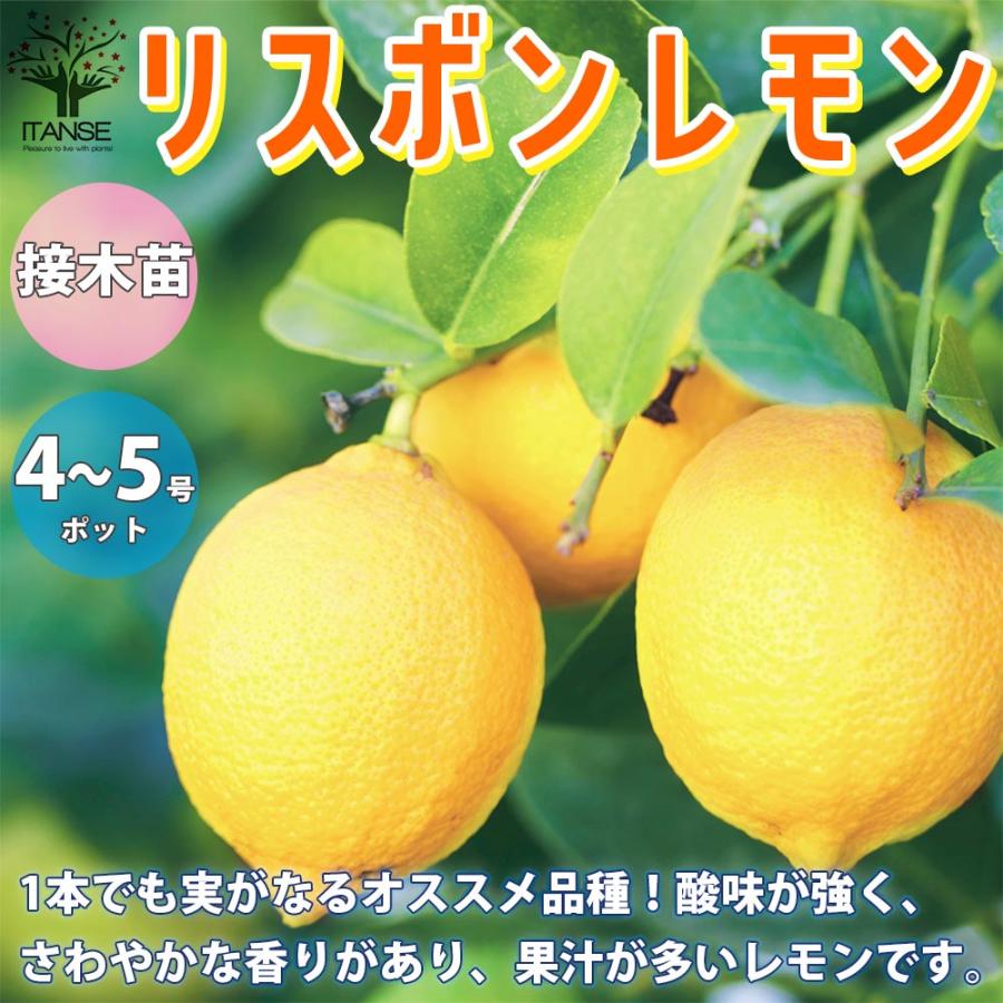 76 Off 送料無料 レモンの苗木 リスボン 果樹の苗木 12 15cmポット 接木苗 1個売り レモン苗 檸檬 れもん ベランダ 柑橘 香酸 ミカン 農園 農場