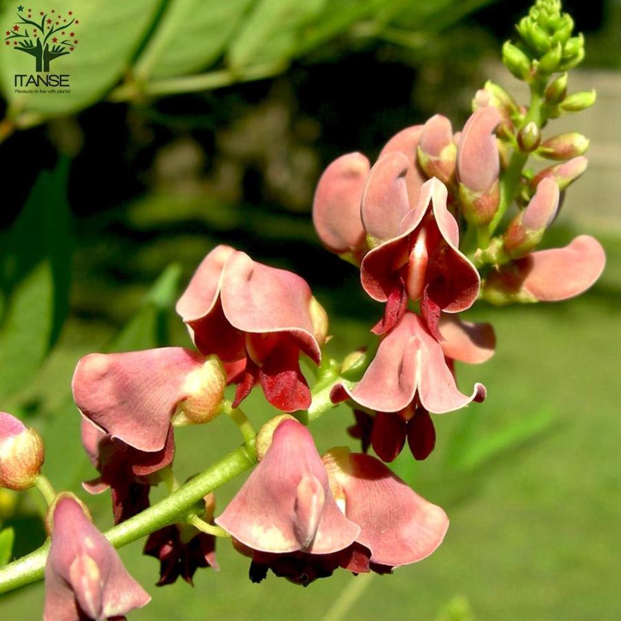 市場 金時草 きんじそう 1pac 水前寺菜 式部草 新鮮野菜とフルーツのお店
