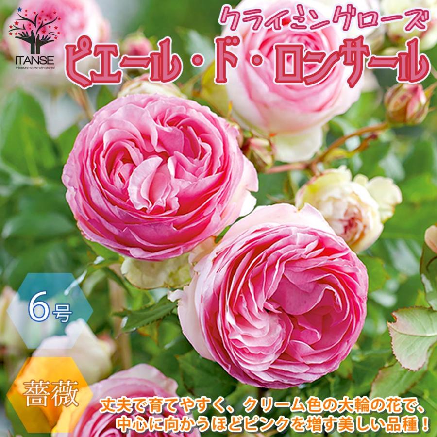 送料無料 薔薇 つるバラ ピエールドロンサール 花苗 6号ポット 1個売り バラ苗 バラの苗 薔薇苗 薔薇の苗 花苗 花の苗 ローズガーデン イングリッシュガ 1 Itanse 1963 Shopooo By Gmo 通販 Yahoo ショッピング
