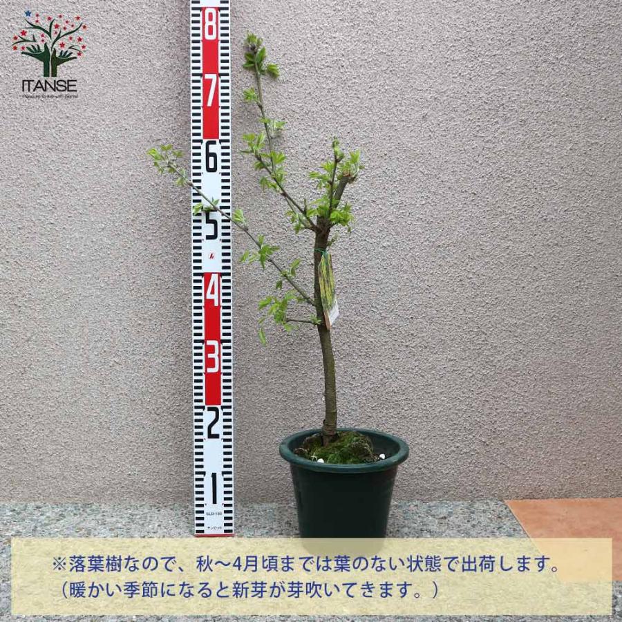 キングサリの苗 【庭木 6号鉢／1個売り】 : shopooo by GMO - 通販