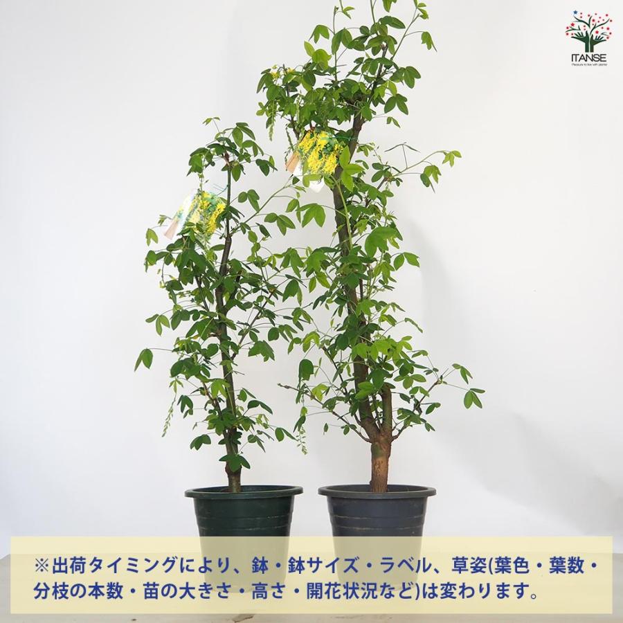 キングサリの苗 【庭木 6号鉢／1個売り】 : shopooo by GMO - 通販