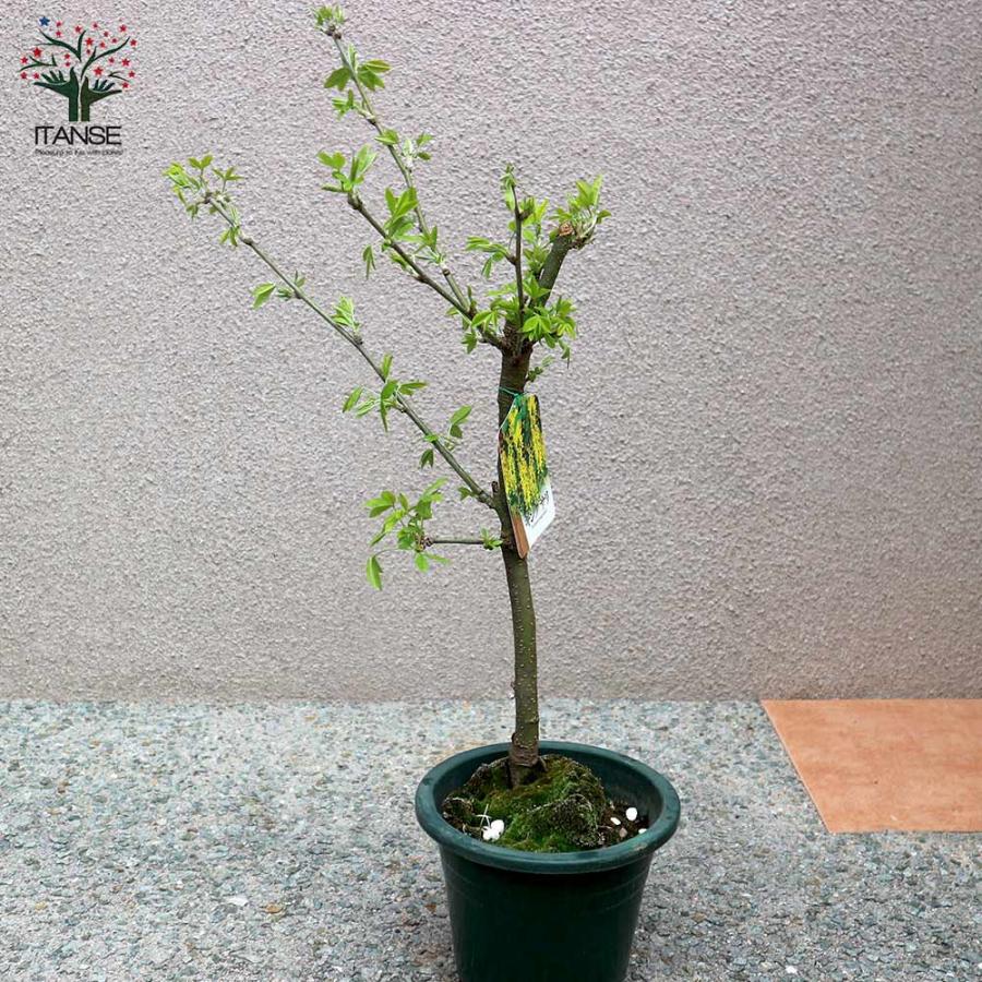 キングサリの苗 【庭木 6号鉢／1個売り】 : shopooo by GMO - 通販