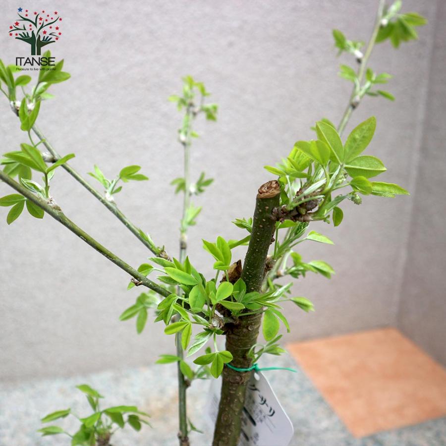 キングサリの苗 【庭木 6号鉢／1個売り】 : shopooo by GMO - 通販