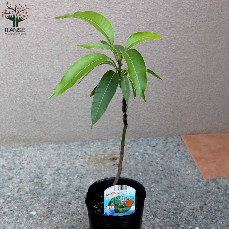 格安人気 送料無料 マンゴーの苗木 アーウィン 果樹の苗木 13 5cm 接木苗 台木ドマンゴー在来種 1個売り マンゴー苗木 苗木 果樹苗 果実 果樹園 フルーツ 家庭菜 高い素材 Tiebreak Fr