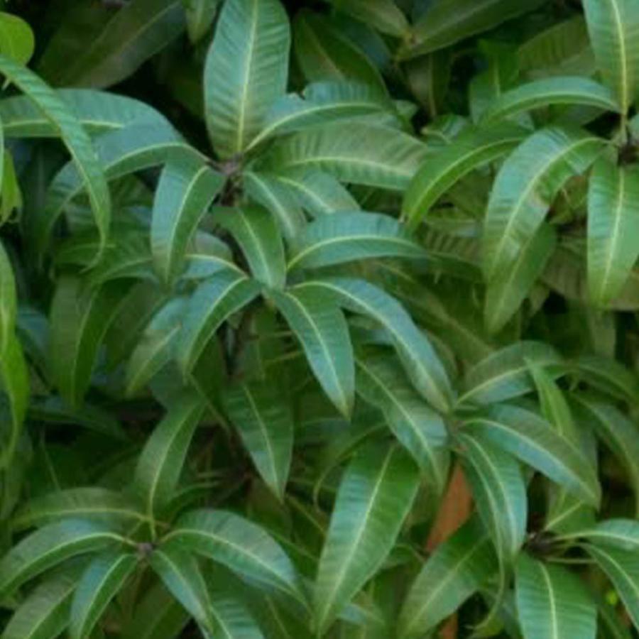 格安人気 送料無料 マンゴーの苗木 アーウィン 果樹の苗木 13 5cm 接木苗 台木ドマンゴー在来種 1個売り マンゴー苗木 苗木 果樹苗 果実 果樹園 フルーツ 家庭菜 高い素材 Tiebreak Fr