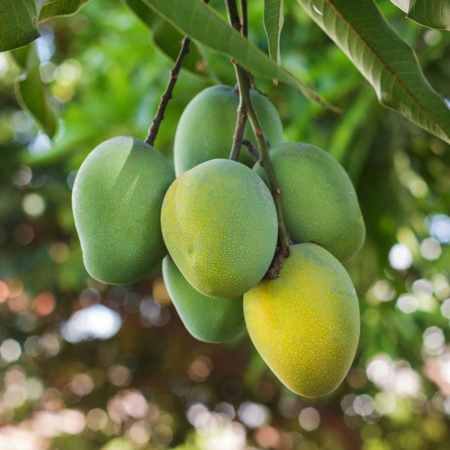 格安人気 送料無料 マンゴーの苗木 アーウィン 果樹の苗木 13 5cm 接木苗 台木ドマンゴー在来種 1個売り マンゴー苗木 苗木 果樹苗 果実 果樹園 フルーツ 家庭菜 高い素材 Tiebreak Fr