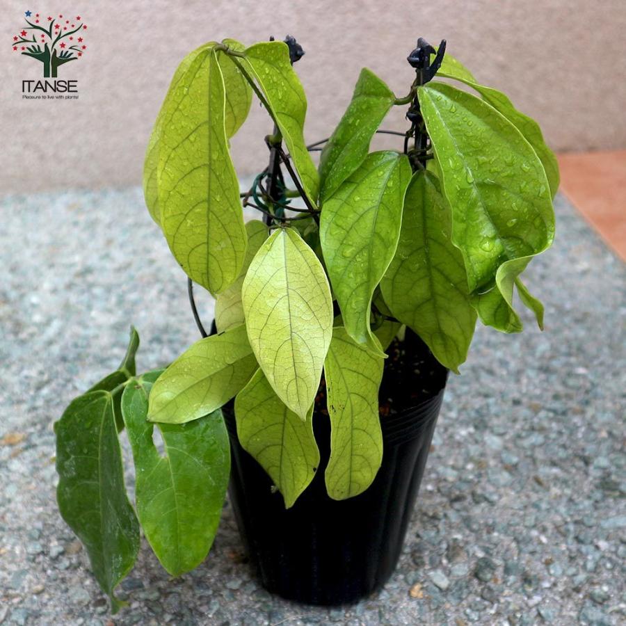 送料無料 ヒスイカズラの苗 翡翠葛 花苗 12cmポット苗 1個売り 熱帯植物 ヒスイカズラ苗 翡翠葛苗 翡翠カズラ苗 ヒスイカズラの苗 翡翠葛の苗 翡翠カ 1 Itanse 1993 Shopooo By Gmo 通販 Yahoo ショッピング