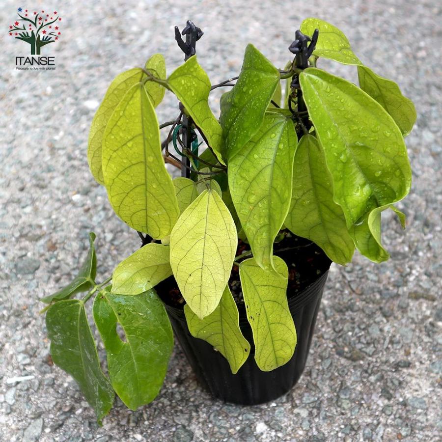 送料無料 ヒスイカズラの苗 翡翠葛 花苗 12cmポット苗 1個売り 熱帯植物 ヒスイカズラ苗 翡翠葛苗 翡翠カズラ苗 ヒスイカズラの苗 翡翠葛の苗 翡翠カ 1 Itanse 1993 Shopooo By Gmo 通販 Yahoo ショッピング