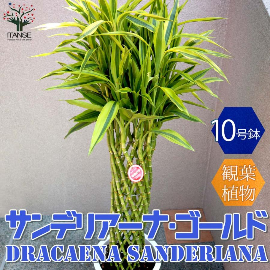 全商品オープニング価格特別価格 送料無料 サンデリアーナゴールド ドラセナ サンデリアーナ ゴールド ラッキーバンブー 観葉植物 大型 10号プラスチック鉢 1個売り 観葉植物 リビ 1 Itanse 03 Shopooo By Gmo 通販 Yahoo ショッピング 全商品