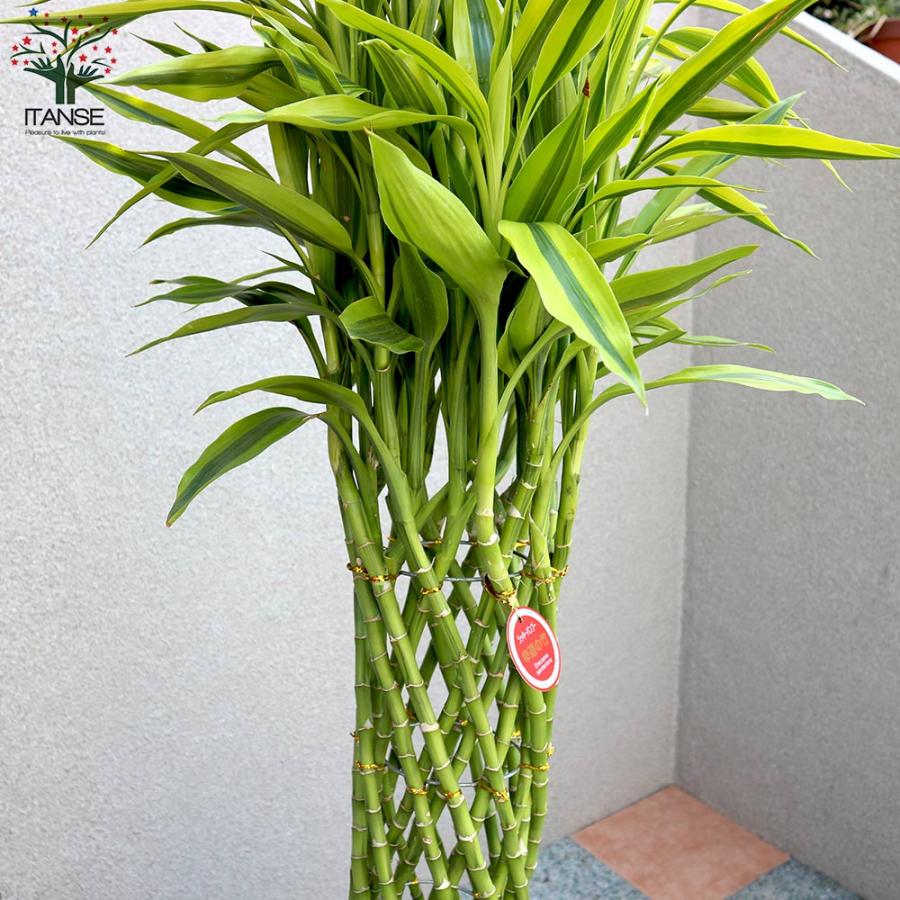 【ほぼ未使用】 サンデリアーナゴールド ドラセナ・サンデリアーナ ゴールド(ラッキーバンブー) 【観葉植物 大型 10号プラスチック鉢／1個売り】 【2377399113】(12227円)